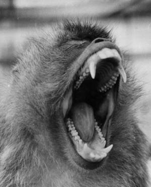 Macaque 654987- Sea Monkey Division 1st Btt.